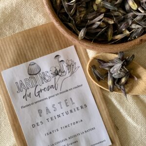 Graines de Pastel des teinturiers – Isatis tinctoria