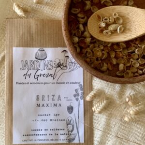 Graines de Grande brize – Briza maxima