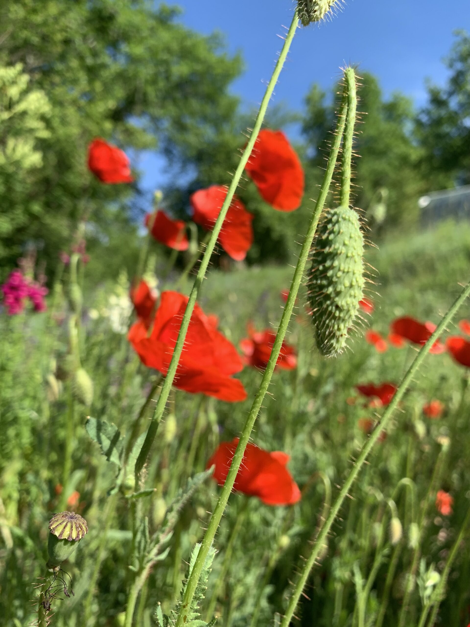 Graines de Coquelicot rouge champêtre – Image 4