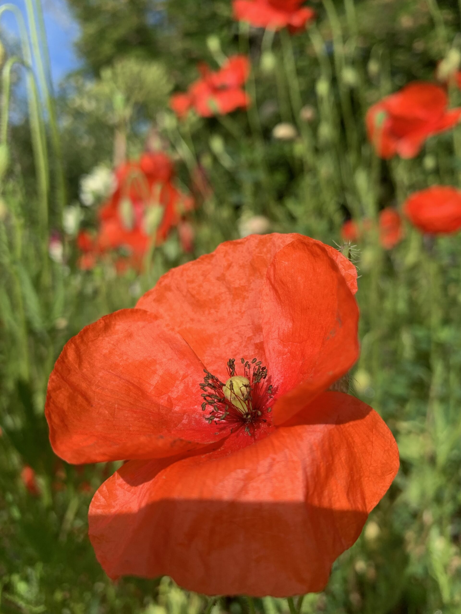 Graines de Coquelicot rouge champêtre – Image 6