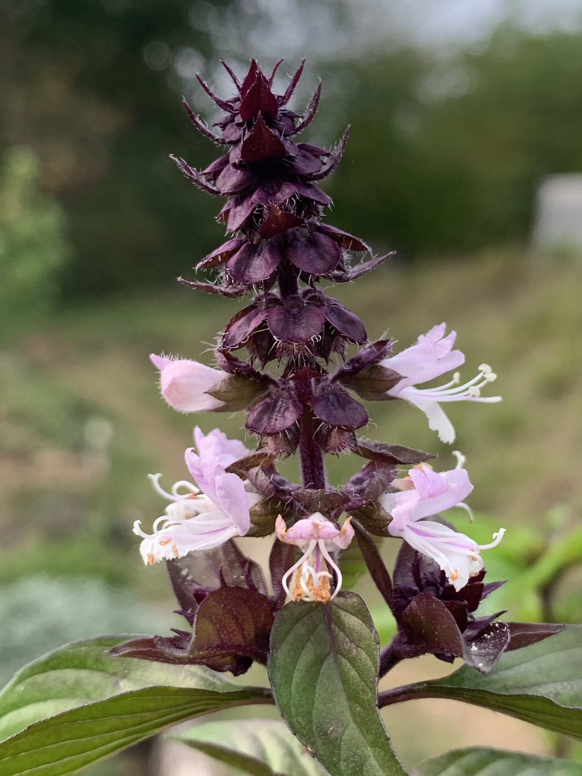 Graines de Basilic réglisse – Image 6