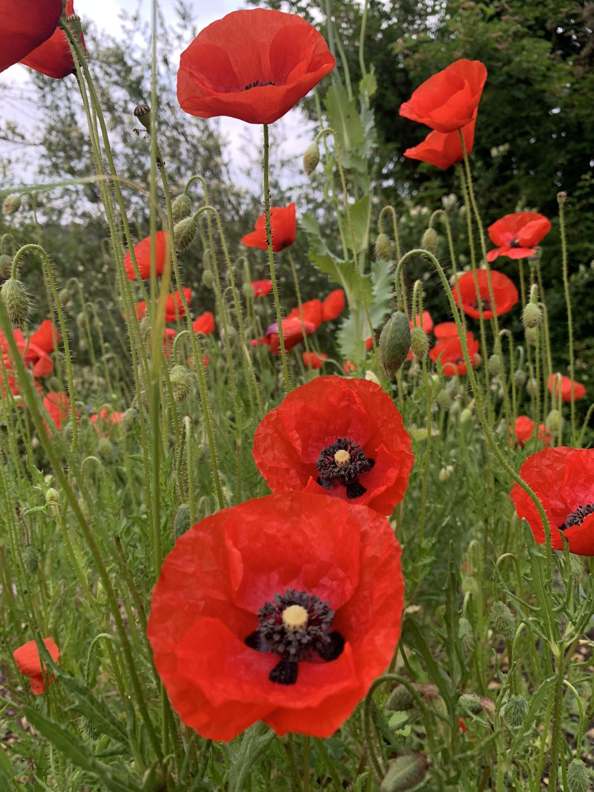 Graines de Coquelicot rouge champêtre – Image 2